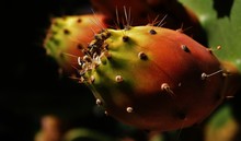 Close-up Of Tuna Fruit Growing On Prickly Pear Cactus