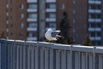 seagull on a metallic grey railing cleaning its wing