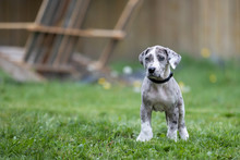 Great Dane Puppy Dog Free Stock Photo - Public Domain Pictures