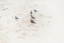 A Few Gulls On The Sandy White Sand.