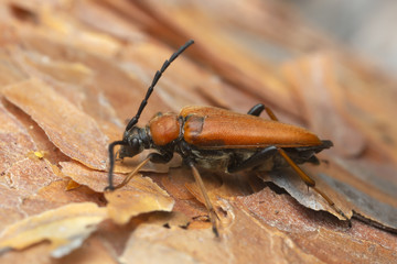 Poster - Female Red longhorn beetle, Leptura rubra on pine bark, macro photo