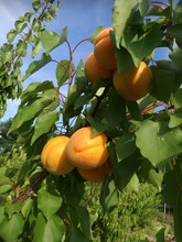 Low Angle View Of Fruits Hanging On Tree Against Sky
