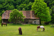 A Lush Green Meadow With Three Beautiful Ponies In Front Of An Old Dilapidated Stable In The Black Forest