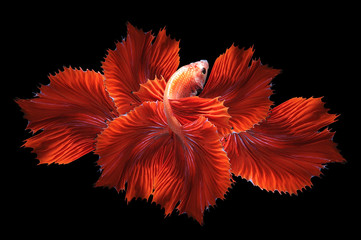 Betta fish, siamese fighting fish, betta splendens isolated on black background,
fish on black background, Multi color Siamese fighting fish,
action, aquarium, aquatic, aggressive, color, betta, siame