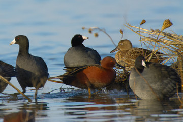 Wall Mural - cinnamon teal duck surrounded by a group of american coots.  