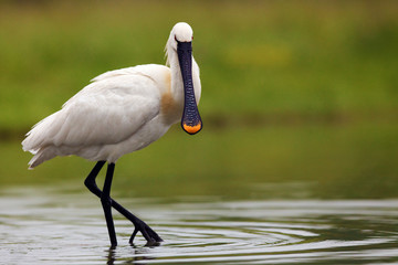 Canvas Print - Eurasian spoonbill or common spoonbill (Platalea leucorodia) standing in a pond on a green background.Large white water bird on a green background.