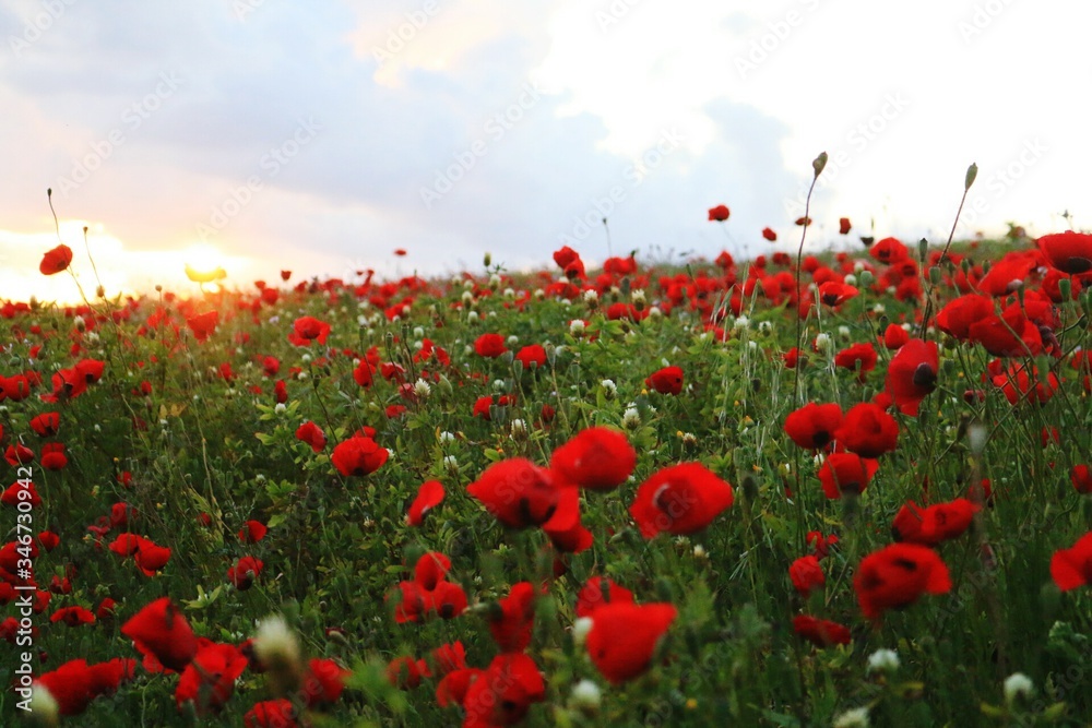Close-up Of Red Poppy Flowers In Field - obrazy, fototapety, plakaty 