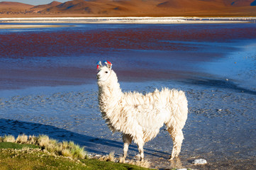 Wall Mural - White alpaca on Laguna Colorada in Altiplano, Bolivia. South America wildlife. Beautiful landscape