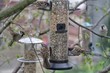 Sparrows By Bird Feeder Hanging On Tree