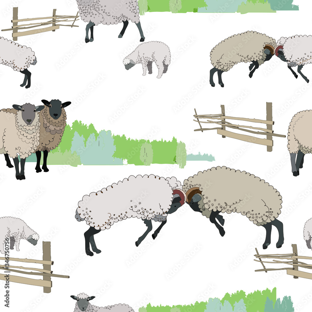 Fight of two rams and a small flock of sheep on the background of ...