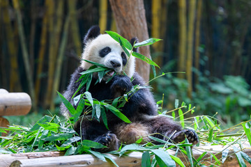 Poster - Cute panda sitting and eating bamboo