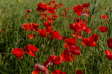 Flowers red poppies bloom in wild field. Beautiful field of red poppies with highlighted focus. Soft light. Toning. Creative Creative Processing Natural Background