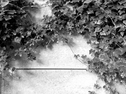 Fotomural Ivies Growing Against Concrete Wall