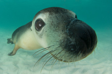 Wall Mural - Australian Sea Lion underwater portrait photo	