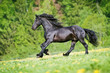 Black friesian stallion gallops at sunset summer