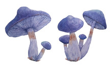 Watercolor Hand Drawn Set Of Isolated Poisonous Dangerous Mushroom Illustration Of Webcap Fungi With Purple Violet Caps In Fall Autumn Forest Wood For Nature Lovers Halloween Design Element Template