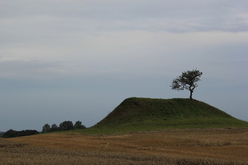 Lonely tree on a hill