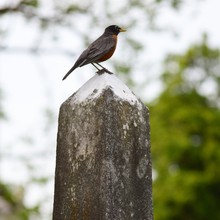 Close-up Of American Robin Perching On Rock