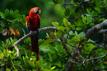 Scarlet Macaw Perching On Branch