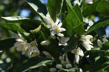 Poster - Mandarin orange blossoms / Rutaceae evergreen shrub