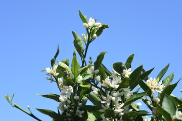 Poster - Mandarin orange blossoms / Rutaceae evergreen shrub