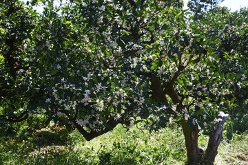 Wall Mural - Mandarin orange blossoms / Rutaceae evergreen shrub