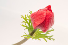 Red Anemone Coronaria De Caen 'Hollandia' Flower Against A White Background