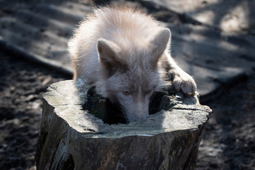 Little fox on a dry tree stump in a natural habitat