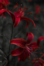 Dark Pink Lilies Free Stock Photo - Public Domain Pictures