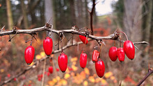 Close-up Of Rose Hips On Plant In Forest