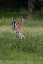 Female Fallow Deer With Her Young Fawn