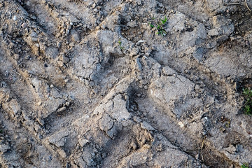 Wall Mural - Close up view on agricultural acres with tractor tracks during a drought