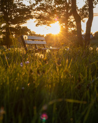 bench in the park at sunset