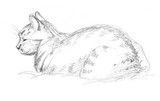Fototapeta Koty - Drawing cat by pencil