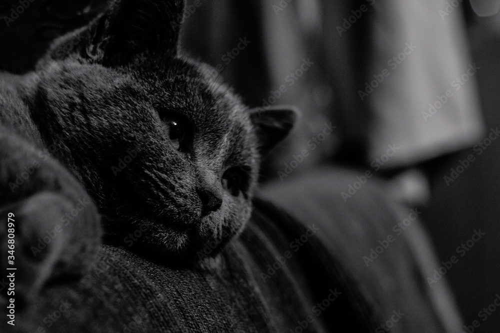Close-up Of Cat Relaxing On Bed - obrazy, fototapety, plakaty 