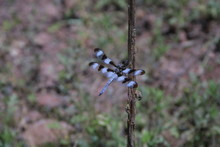 High Angle View Of Striped Dragonfly On Stem