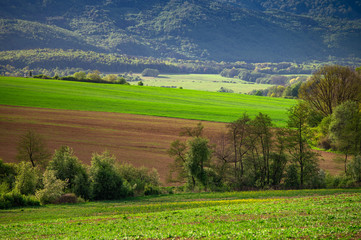 Green spring wallpaper. Trees, meadows and agricultural fields. Edit space.