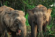 Dwa słonie