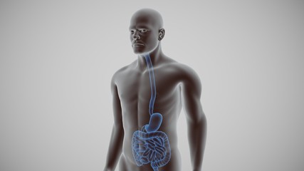3d illustration of the human digestive system. stomach and guts