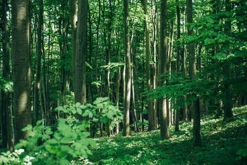 Sunbeams in the deep beech forest. Hiking, travel and lumber industries concept.