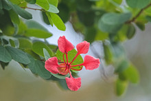 Bauhinia Galpinii - Orchid Tree - Red Bauhinia