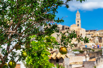 Wall Mural - Pomegranate tree branches with unripe fruits in front of blurred Matera old town cityscape with the Matera Cathedral bell tower in Matera, Province of Matera, Basilicata Region, Italy