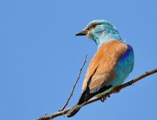 European Roller on branch, Coracias garrulus