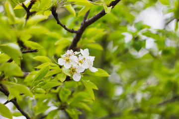 Wall Mural - flowering pear branches close up. Blooming branch with a white flower in the spring season with copy space. 