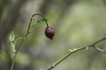 Poster - beetle on a flower