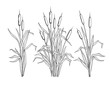 . Set of various linear images of bulrush. Black and white clipart.Vector templates of various narrowleaf cattails. Illustration of nature.