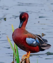 Close-up Of Cinnamon Teal Perching On Lakeshore