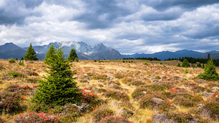 Wall Mural - The walking trail from Bergkastel (2,200m, Tyrol, Austria) to the raised bog (German: hochmoor) Plamort (South Tyrol, Italy) features a gorgeous wetland landscape with a great biodiversity