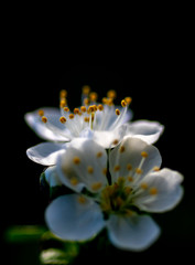 Wall Mural - beautiful apricot flowers close up on a black background