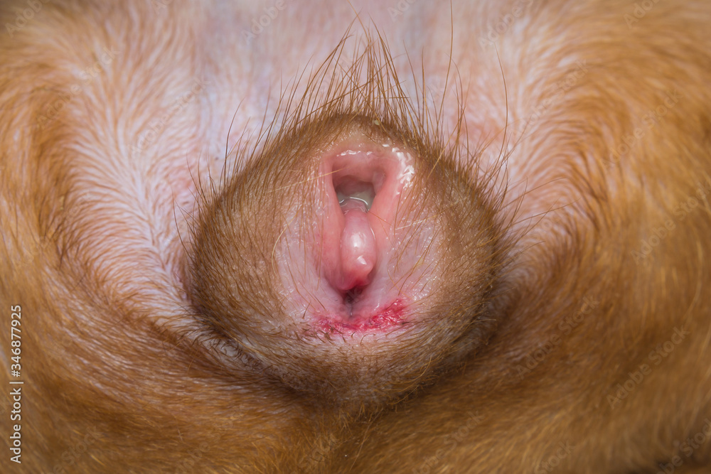 Adrianne Palicki porno rasmlar